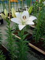 [1646 Eyeliner No02.JPG]